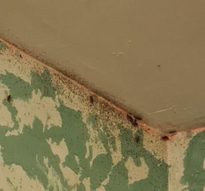 В новосибирской квартире развелось полчище тараканов. Глава СКР поставил ситуацию на контроль